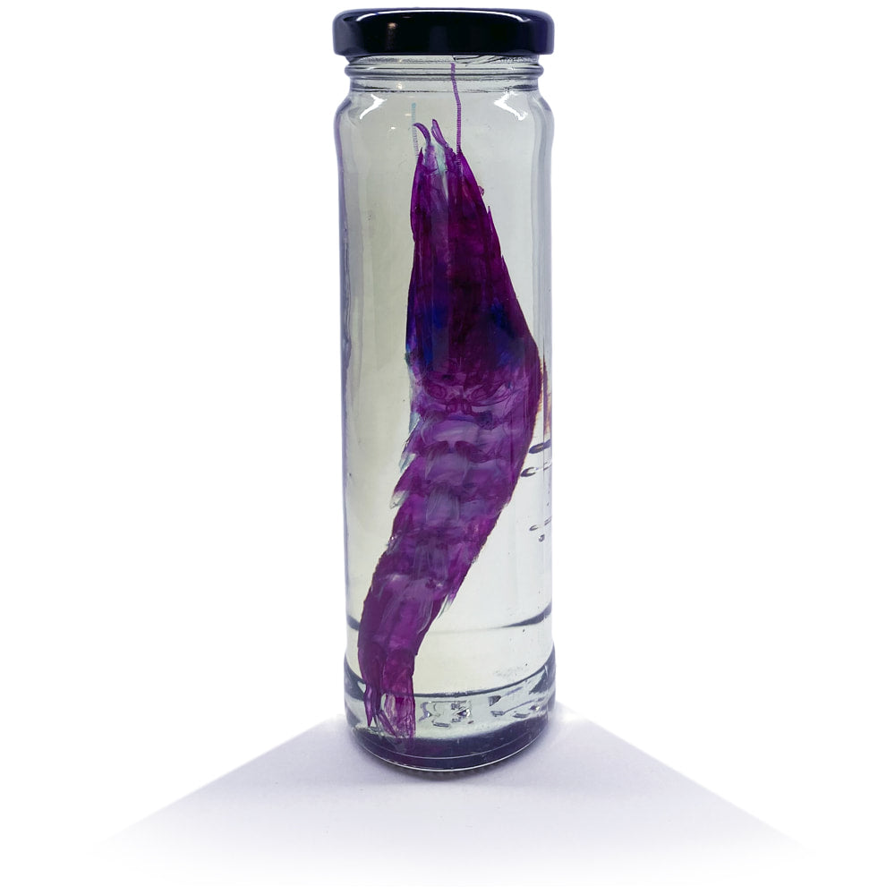 Prawn Diaphonised Specimen Jar