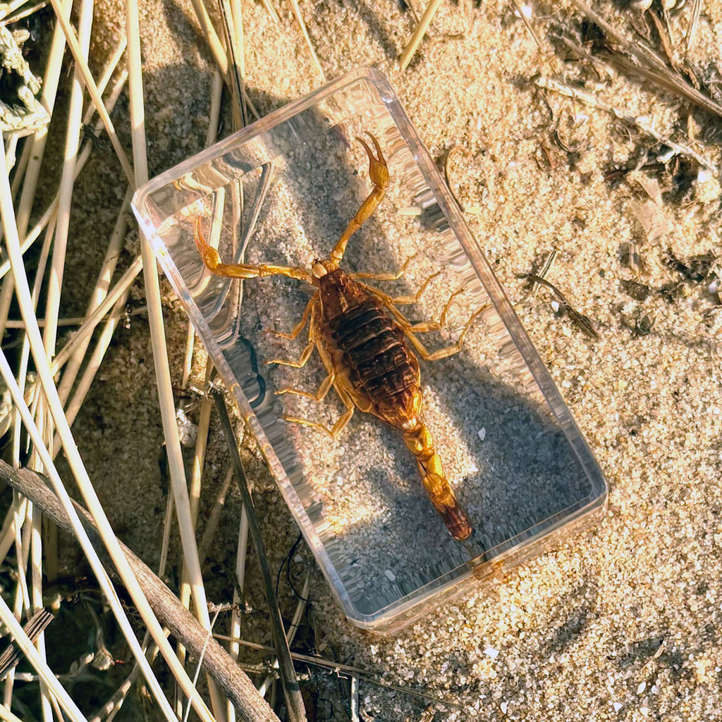 Golden Scorpion Specimen
