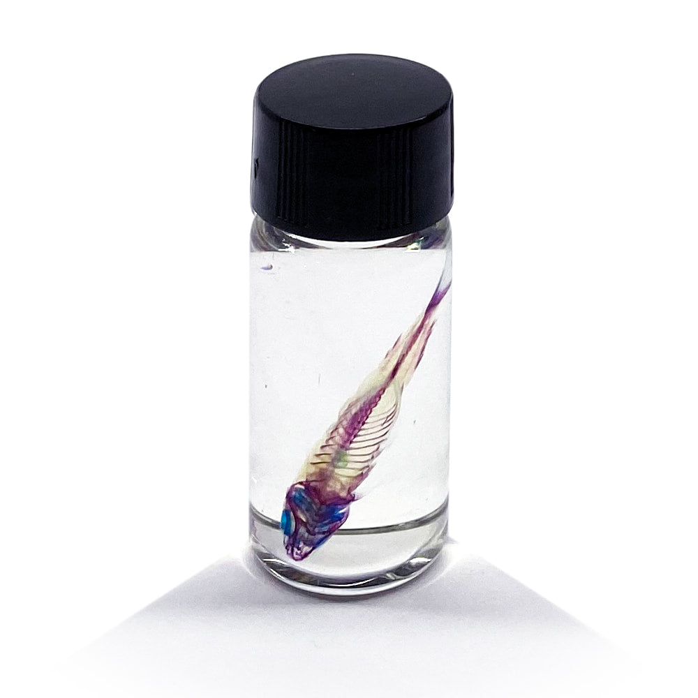 Tetra Diaphonised Fish Specimen