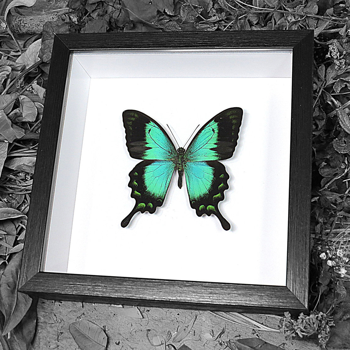 Green Butterfly Papilio Lorquinianus Swallowtail Genuine Framed Specimen