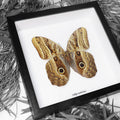 Owl Moth (Caligo Eurilochus) Framed Genuine Specimen