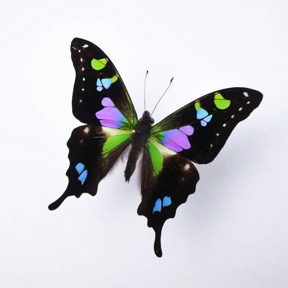 Purple Swallowtail Butterfly Genuine Framed Specimen