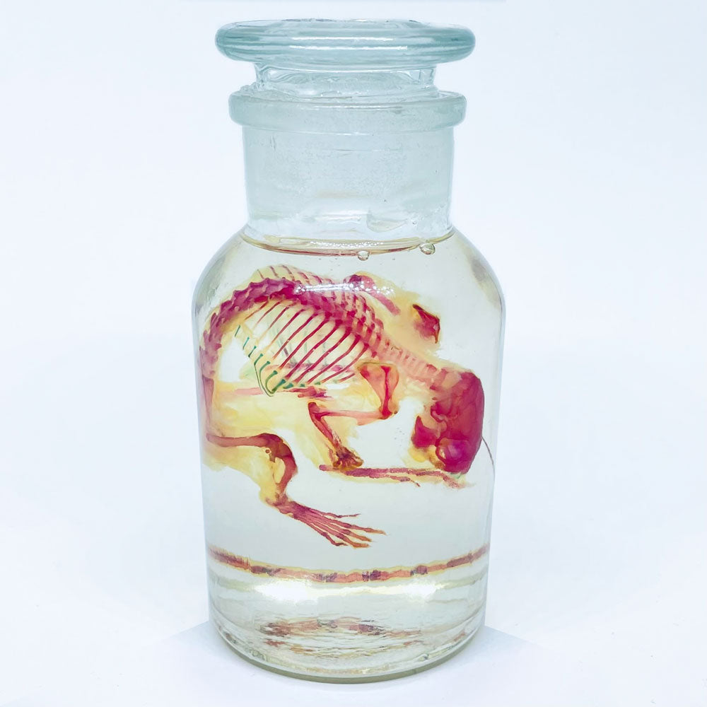 Diaphonised Mouse (Chem. Jar) Wet Specimen
