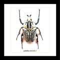 Framed Beetle Goliathus Orientalis Male Specimen