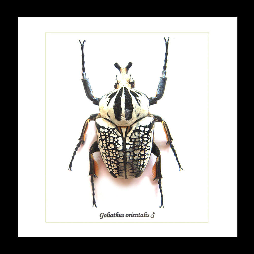 Framed Beetle Goliathus Orientalis Male Specimen