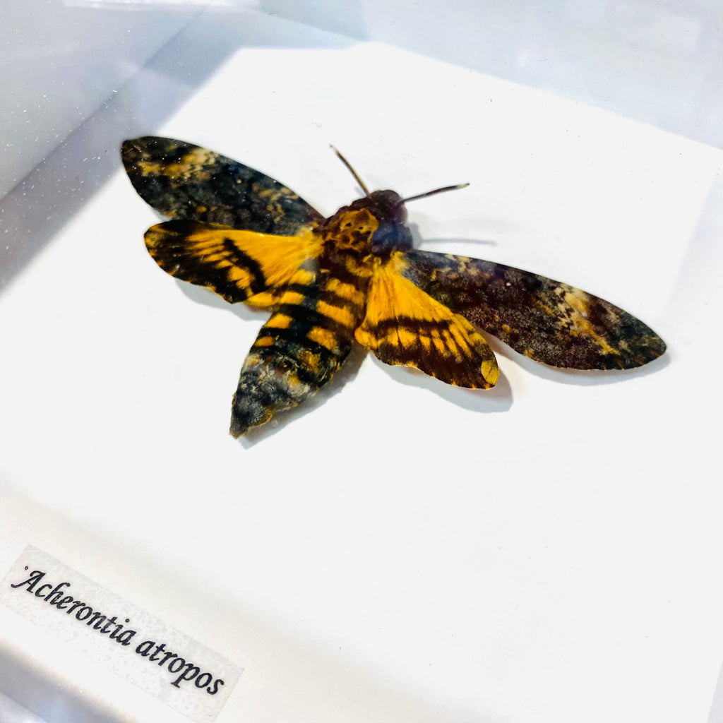 Death's Head Hawkmoth Framed Specimen