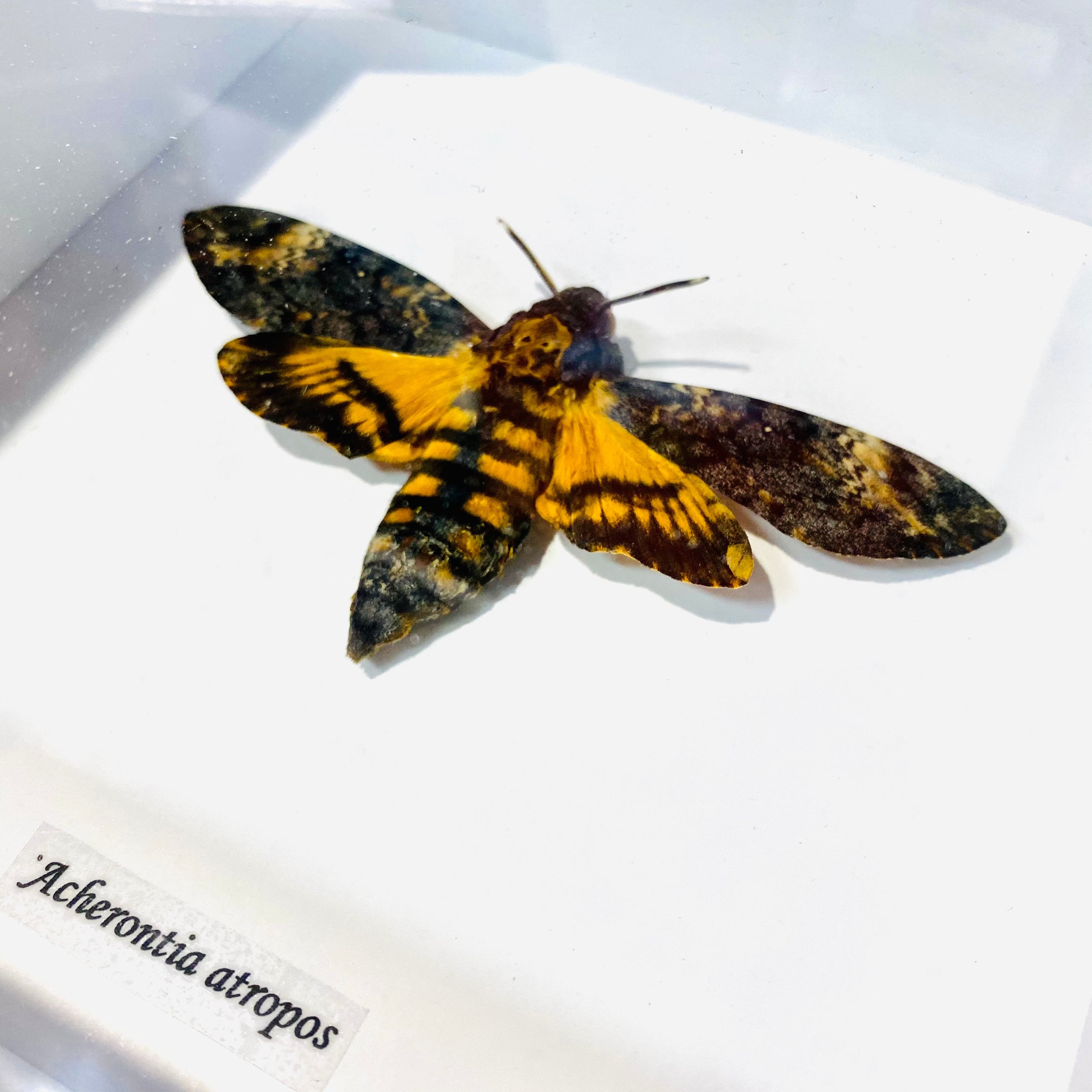 Death's Head Hawkmoth Framed Specimen