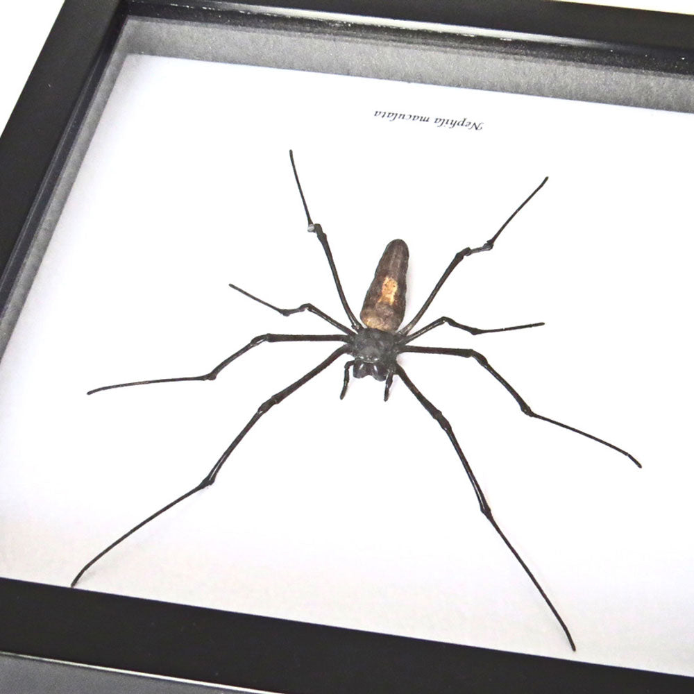 Golden Orb Weaver Spider Framed Specimen