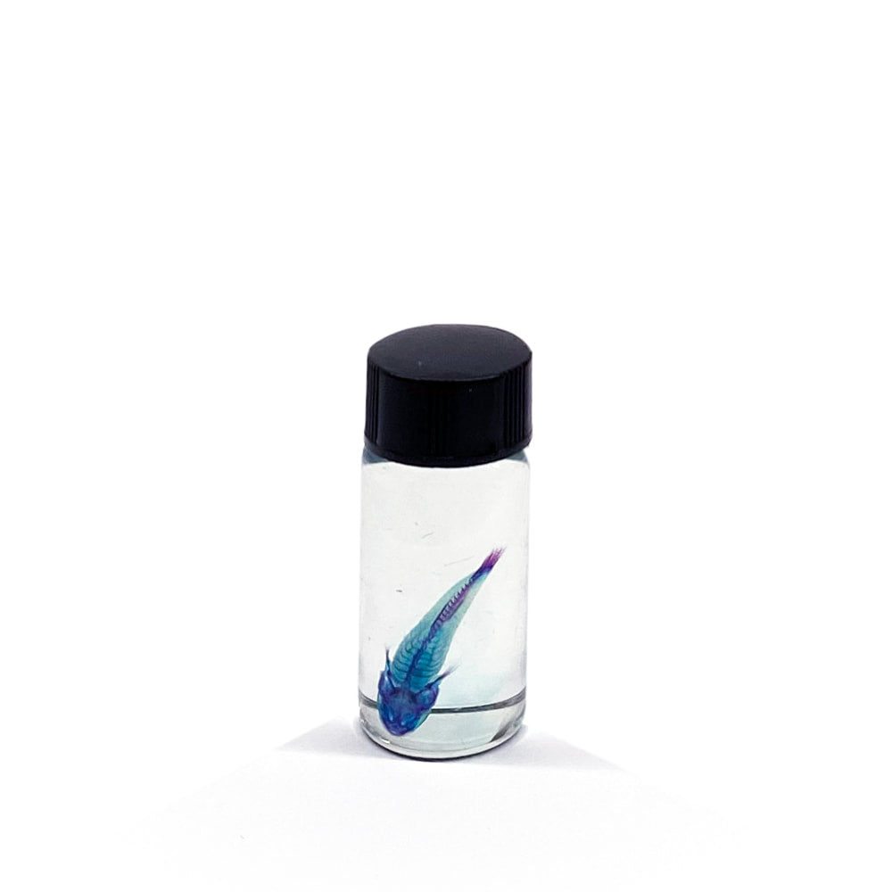 Gudgeon Diaphonised