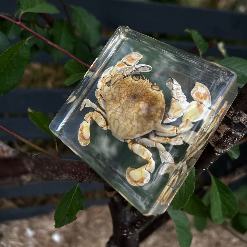 Flower Moon Crab Specimen