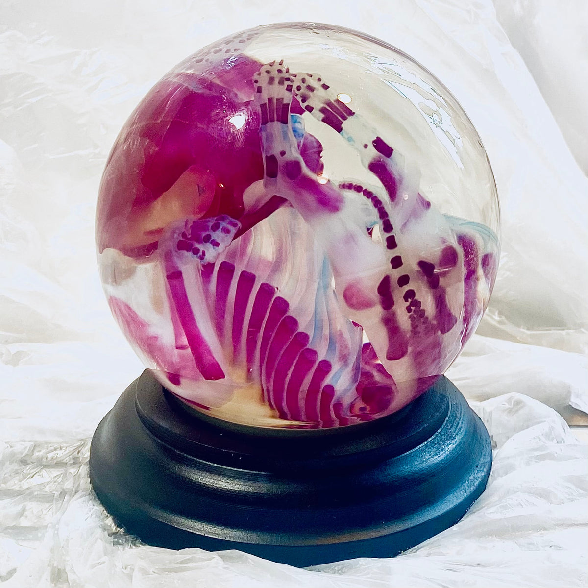 Poodle Puppy Diaphonised Wet Specimen