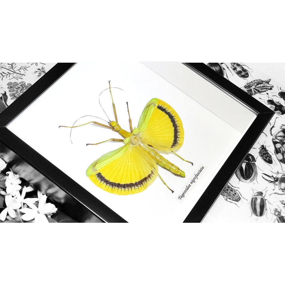 Framed Stick Insect Tagesoidea Nigrofasciata Yellow Specimen