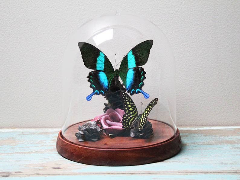 Papilio Blumei Swaallowtail Genuine Butterfly Decorative Dome