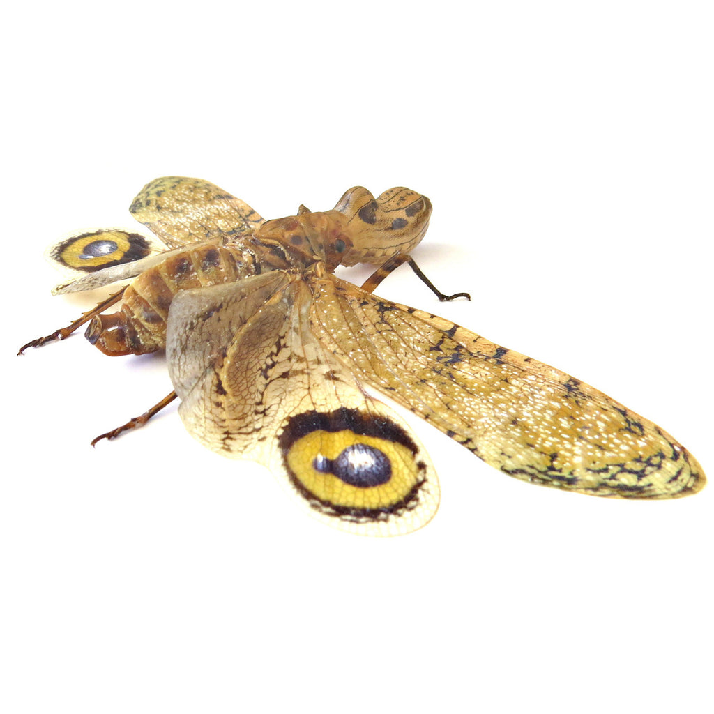 Fulgora Laternaria Genuine Framed Specimen
