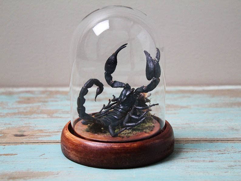Scorpion Genuine Specimen in a Small Dome