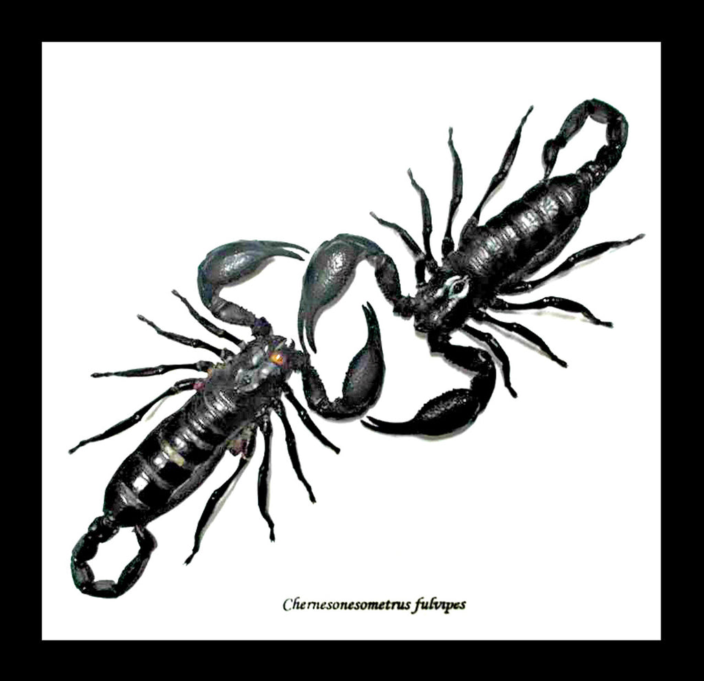 Scorpions Dueling Duo - Genuine Framed Specimen