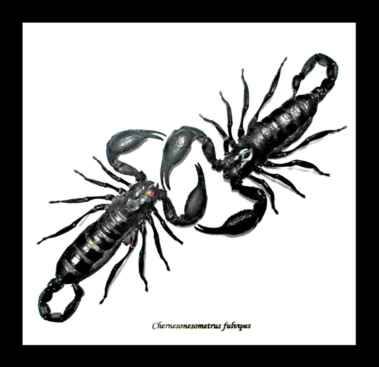 Scorpions Dueling Duo - Genuine Framed Specimen