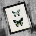 Zodiac Moth Pair Genuine Framed Specimen