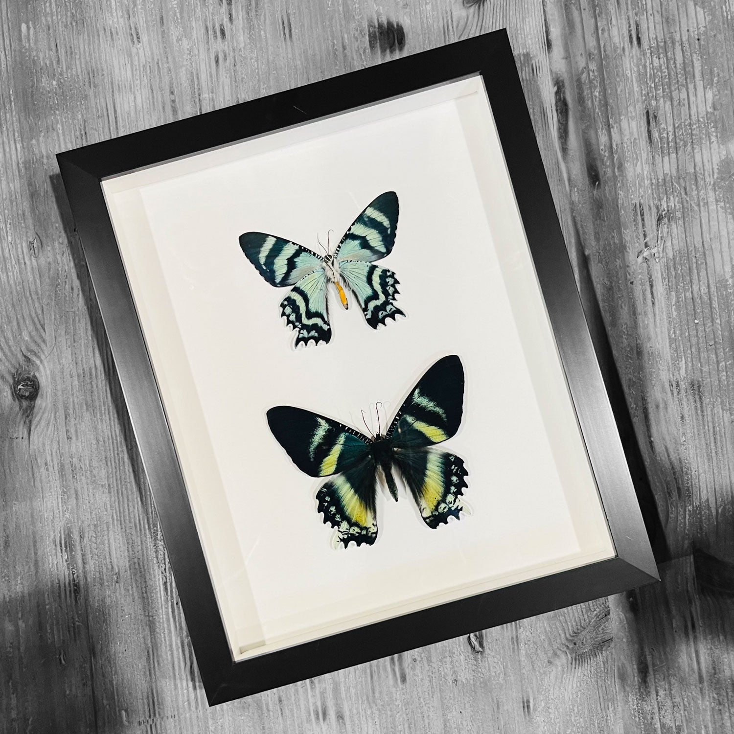 Zodiac Moth Pair Genuine Framed Specimen