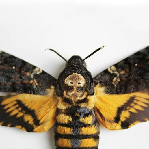Death Head Moth Genuine Framed Specimen