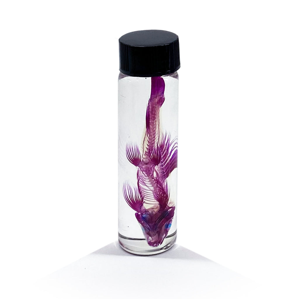 Rainbow Shark Diaphonised Specimen