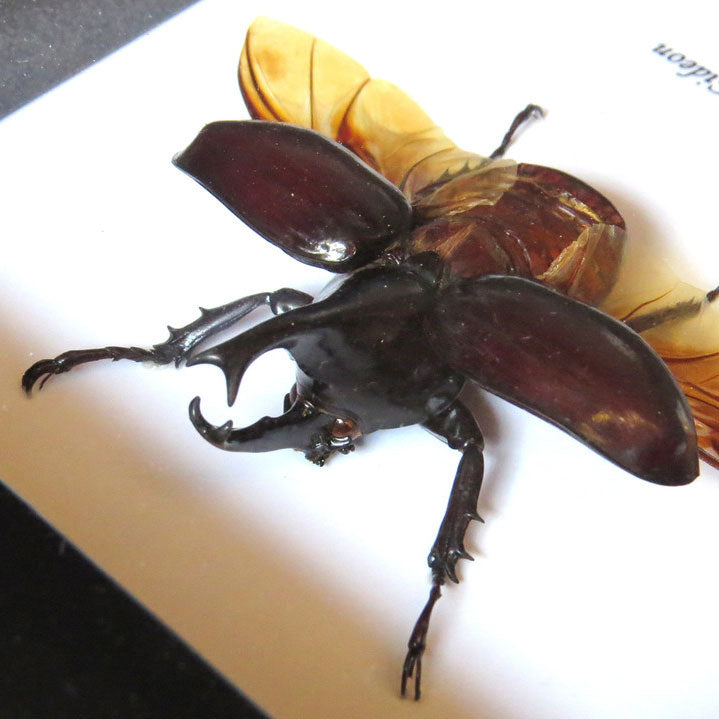 Elephant Beetle Xylotrupes Gideon Framed Specimen
