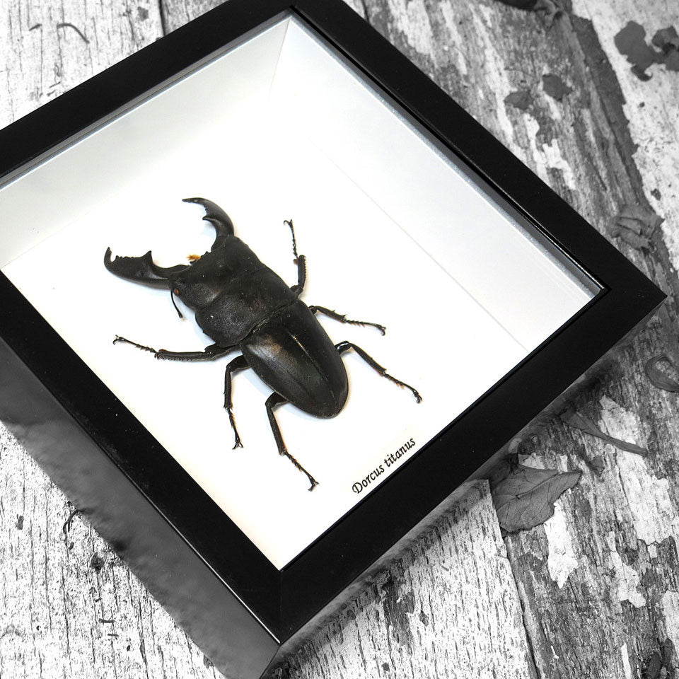 Stag Beetle Dorcus Titanus Framed Specimen