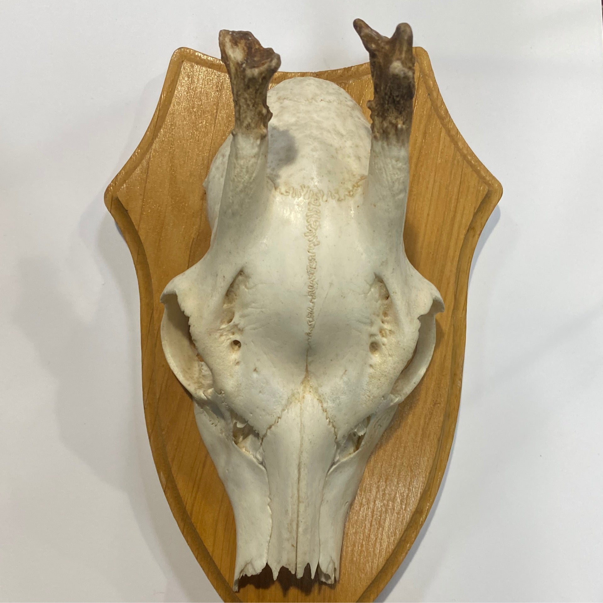 Deer Skull Mounts