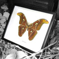 Atlas Attacus Moth Framed Genuine Specimen