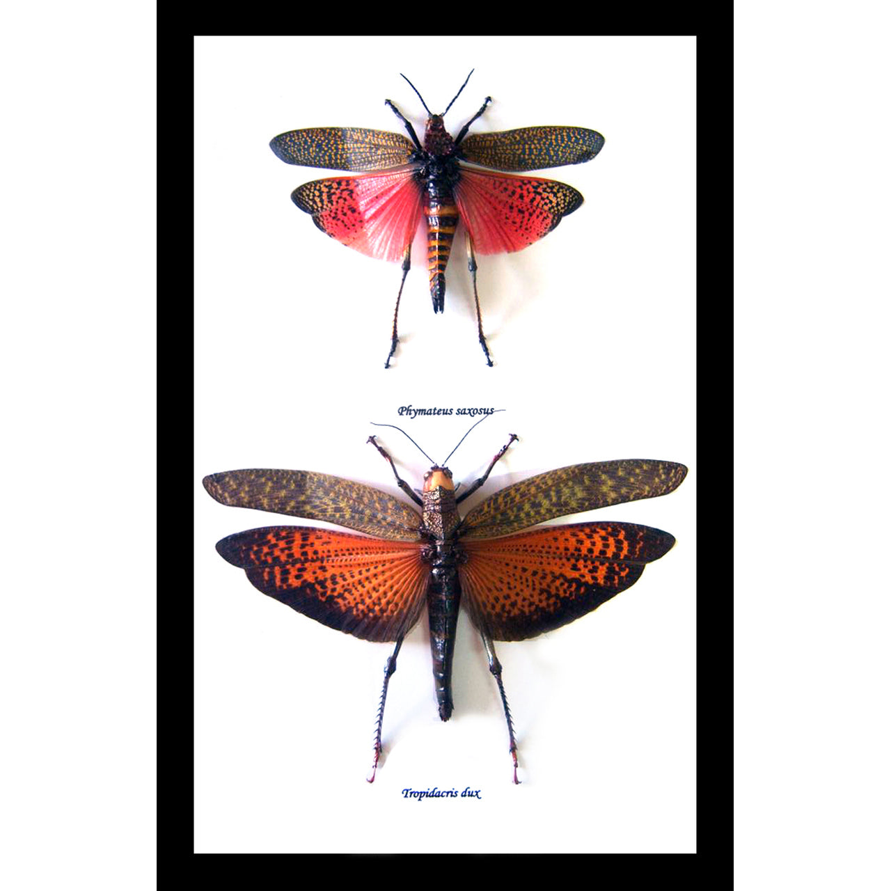 Grasshopper Framed Specimens