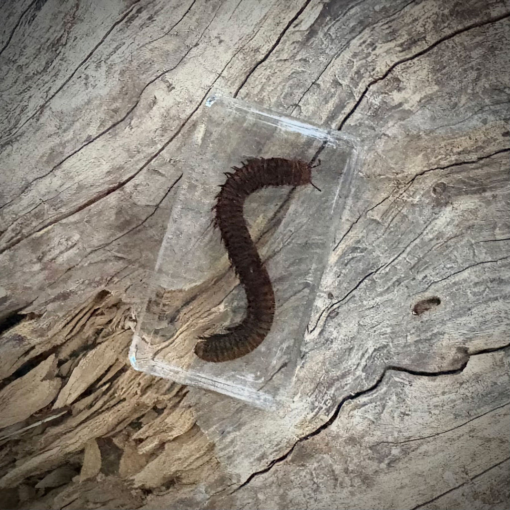 Garden Bugs Set of 5 Specimens
