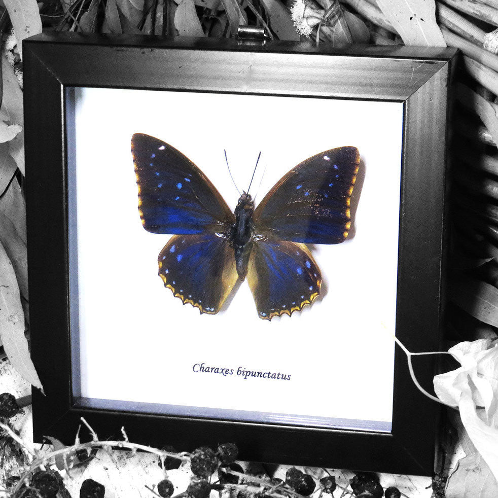 Blue Charaxes Butterfly Genuine Framed Specimen