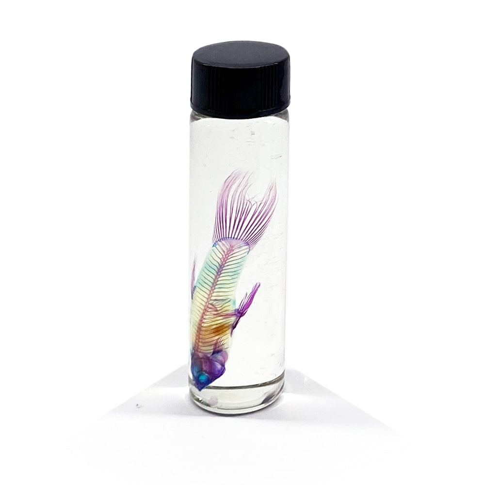 Guppies Diaphonised