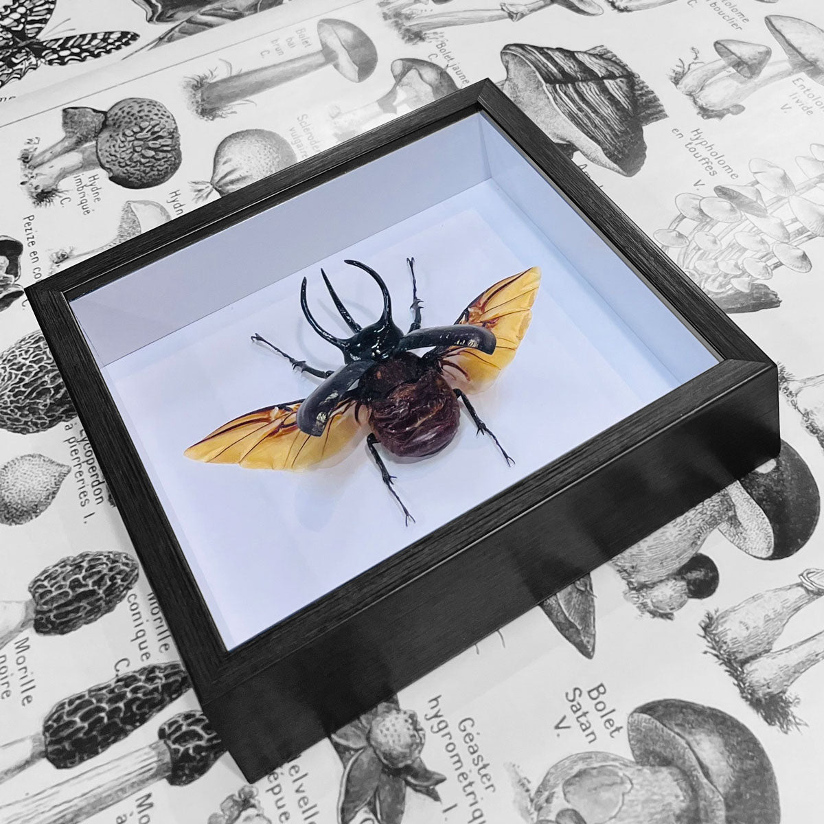 Chalcosoma Caucasus Male Framed Rhino Beetle Specimen