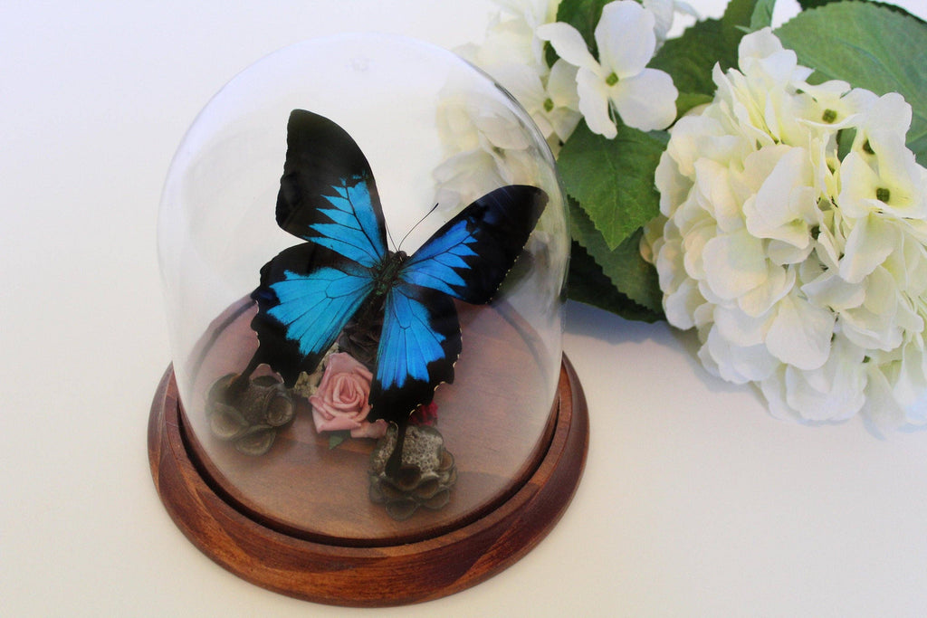 Papilio Ulysses Genuine Butterfly Specimen in a Decorative Dome