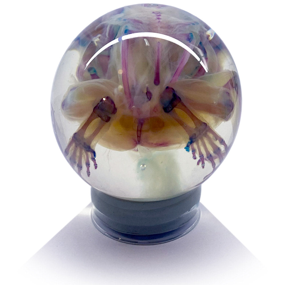 Cane Toad Diaphonised Wet Specimen Globe