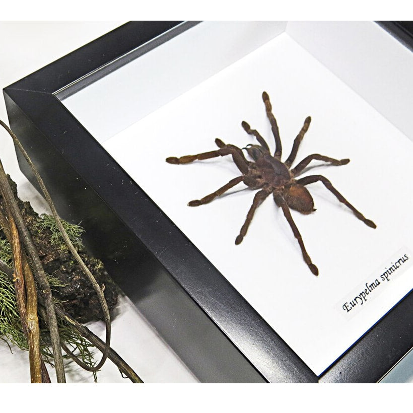 Framed Spider Eurypelma Spinicrus Specimen