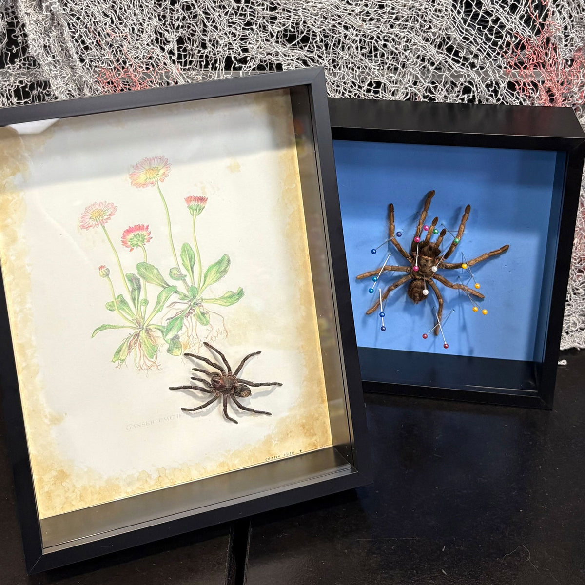 Event Ticket Tarantula Spider Shadow Box Frame - Specimen Workshop