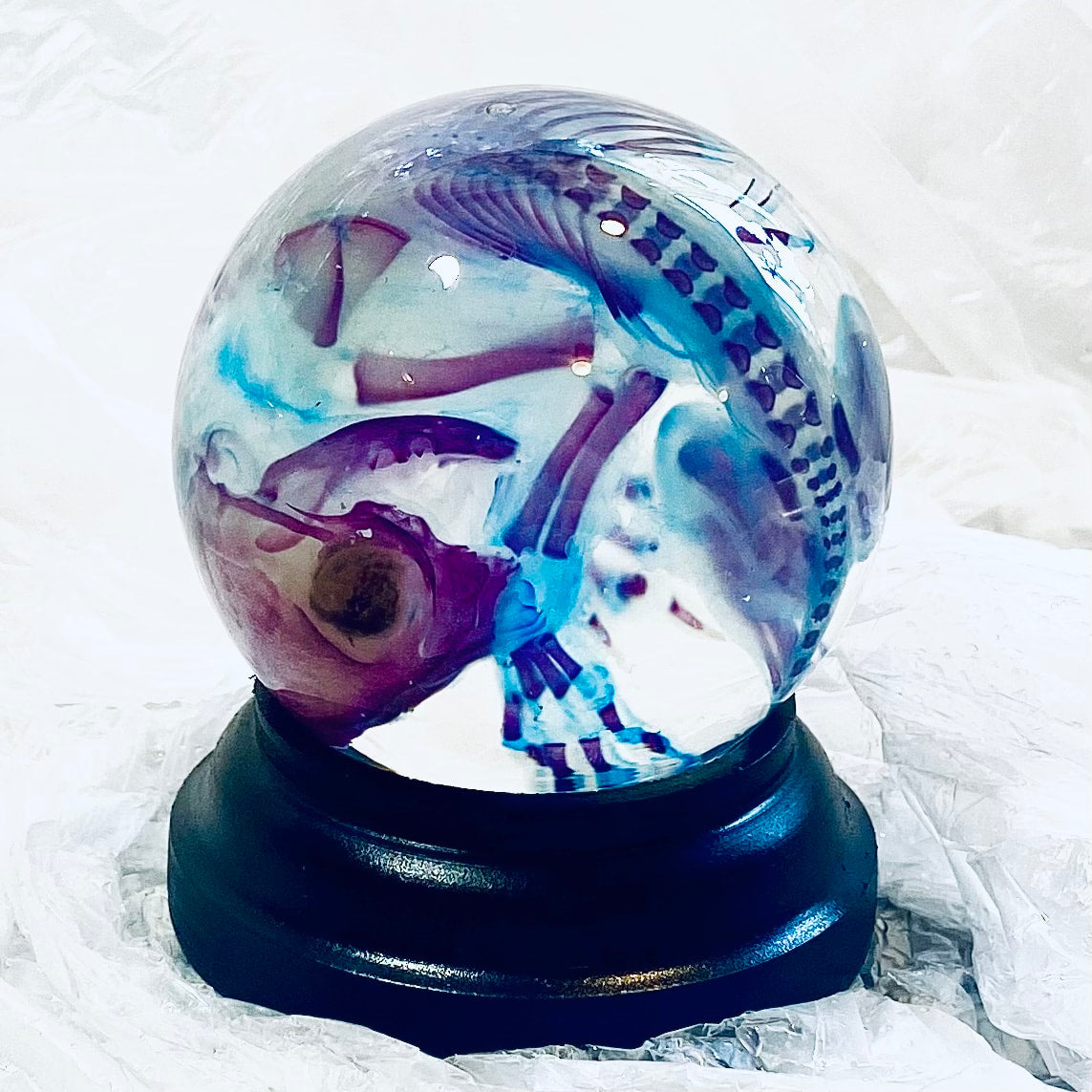 Kitten Diaphonised Wet Specimen Globe