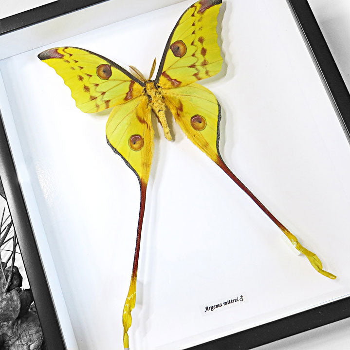 Moon Moth Argema Mittrei Framed Genuine Specimen