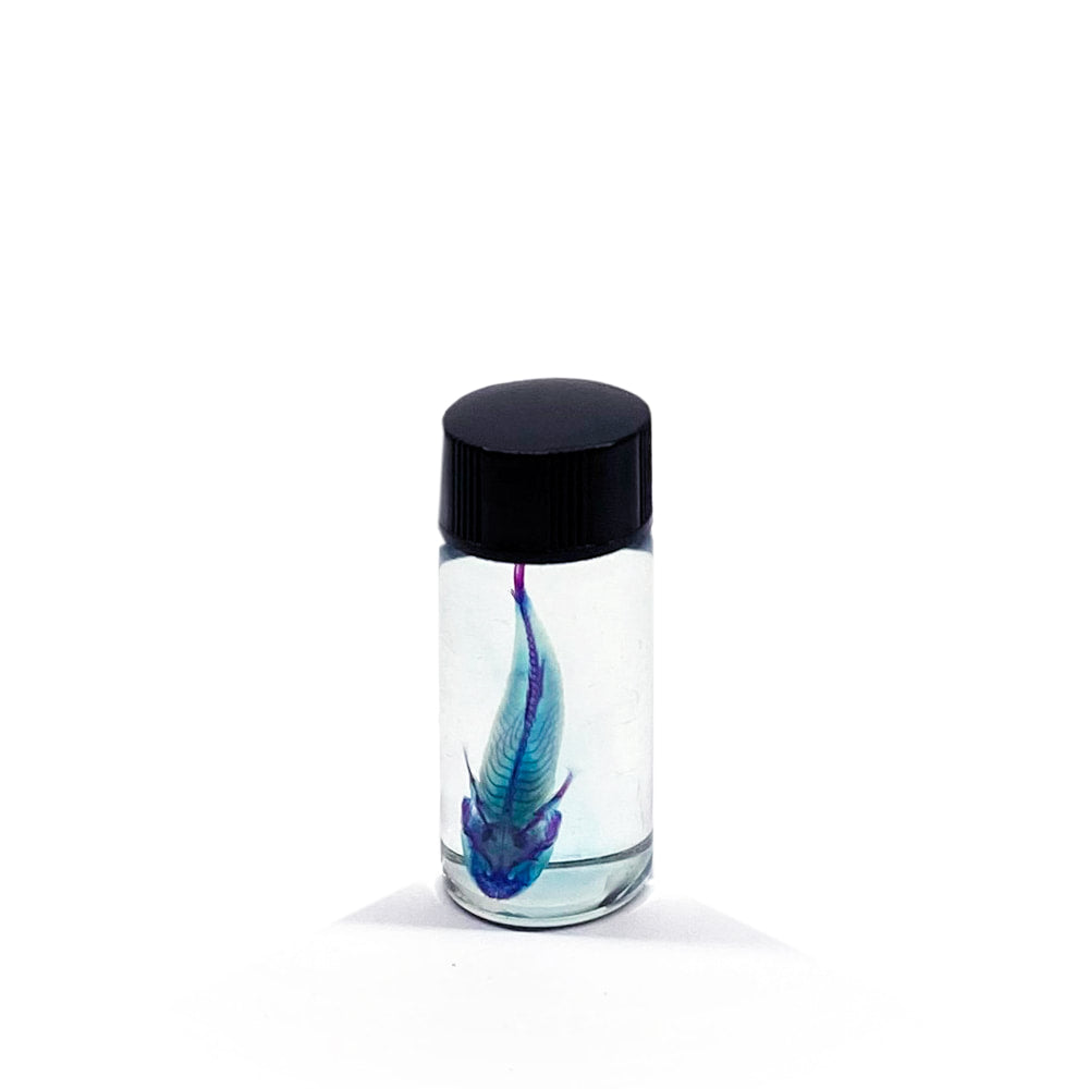Gudgeon Diaphonised