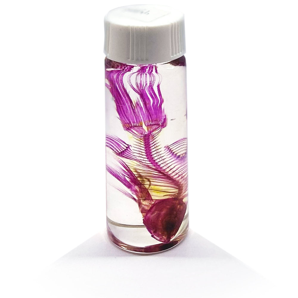 Goldfish Diaphonised Wet Specimen