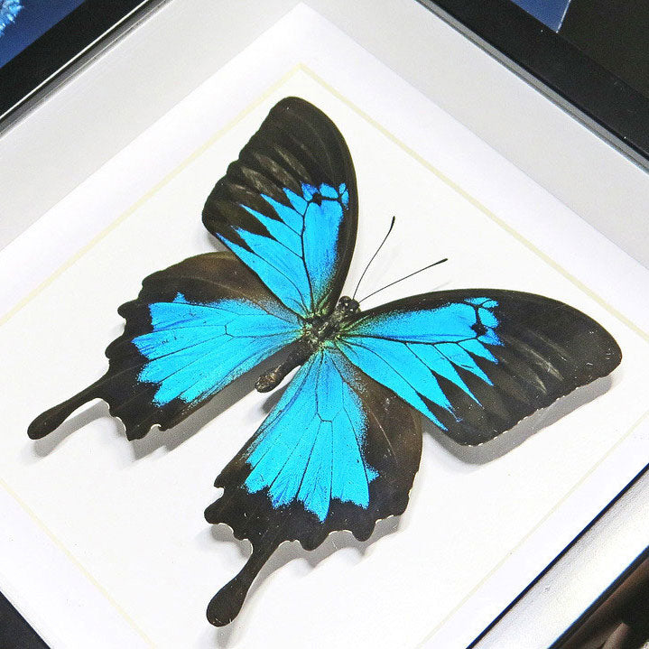 Papilio Ulysses Framed Blue Butterfly Specimen