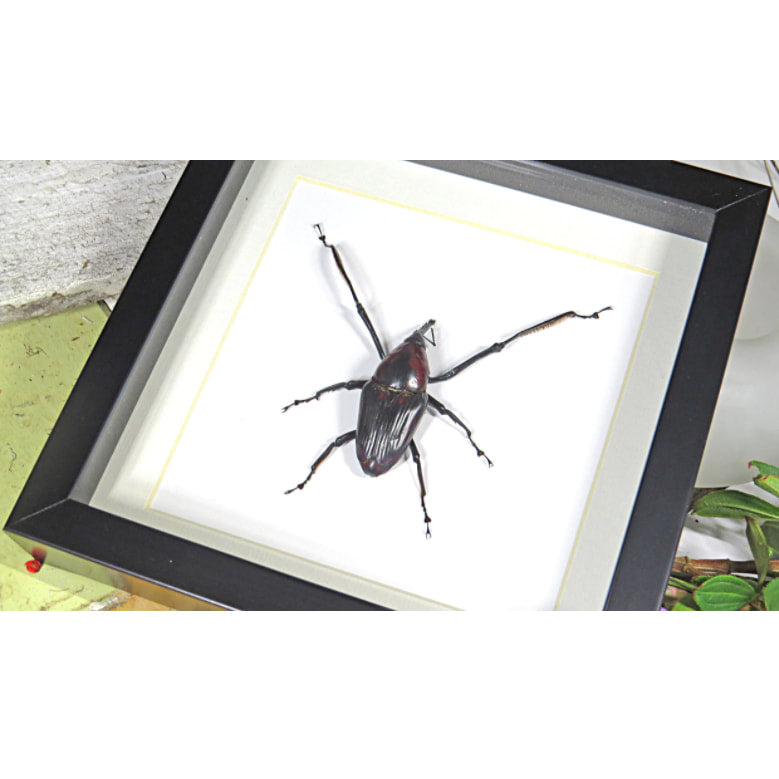 Cyrtotrachelus Buqueti Framed Weevil Beetle