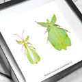 Leaf Insect Duo Phyllium Bioculatum Genuine Framed Specimen