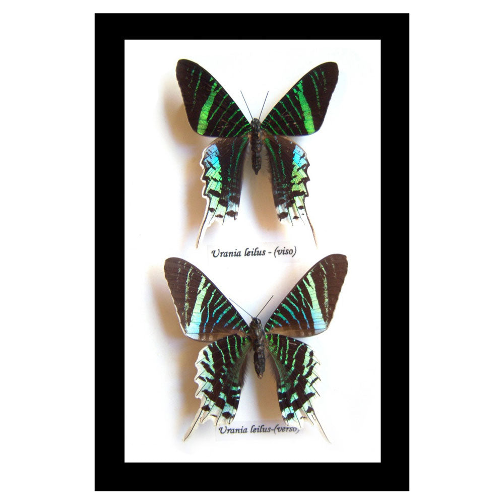 Urania Leilus Visa + Verso Moth Framed Specimen