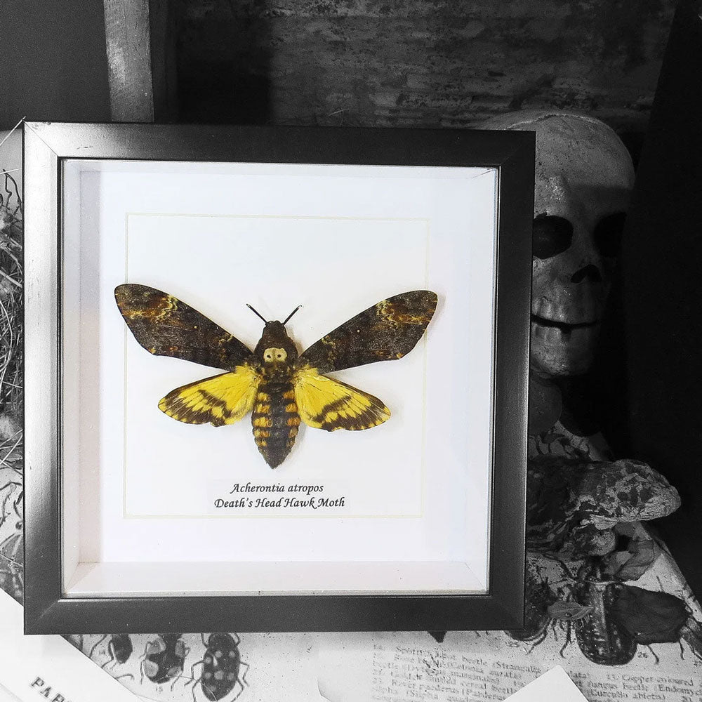 Death's Head Hawkmoth Framed Specimen