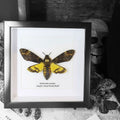 Death's Head Hawkmoth Framed Specimen