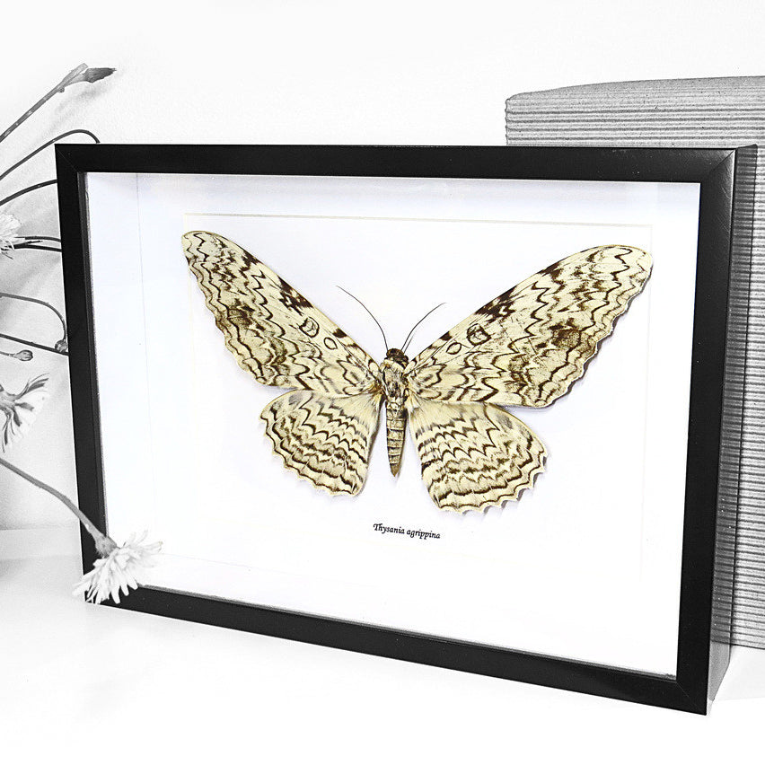 White Witch Moth Thysania Agrippina Framed Genuine Specimen