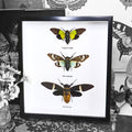 Cicada Triple - Framed Genuine Specimen